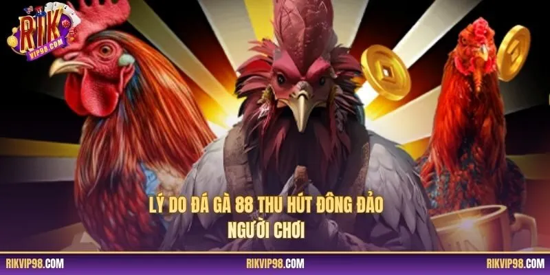 Lý do đá gà 88 thu hút đông đảo người chơi